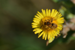 Dasypoda hirtipes