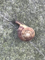 Helicigona lapicida