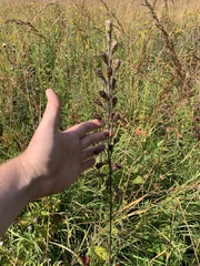 Liatris ligulistylis