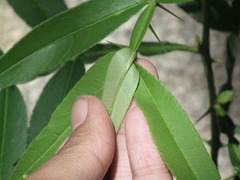 Zanthoxylum armatum