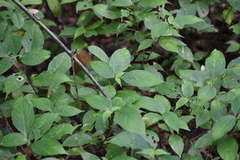 Strobilanthes hamiltoniana