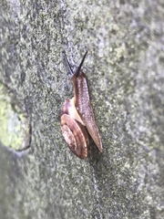 Helicigona lapicida