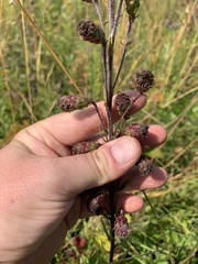 Liatris ligulistylis