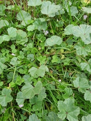 Malva