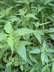 Urtica gracilis