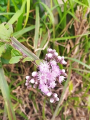 Cyrtocymura scorpioides