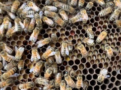 Apis mellifera ligustica