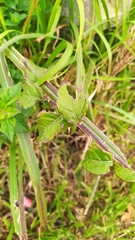 Cyrtocymura scorpioides
