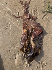 Laminaria digitata