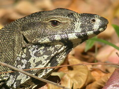 Varanus varius