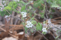 Phacelia rupestris