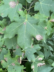 Acer nigrum