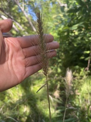 Elymus glabriflorus