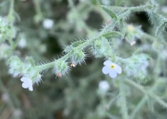 Lappula occidentalis