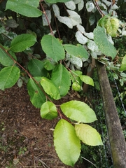 Salix atrocinerea