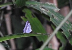 Archeuptychia cluena