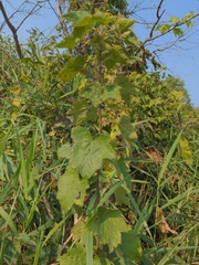Ribes americanum