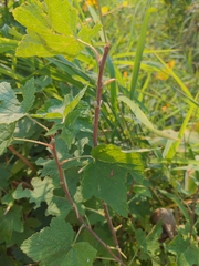 Ribes americanum