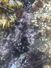 Chamberlainium tumidum