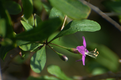 Lycium barbarum