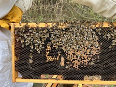 Apis mellifera ligustica