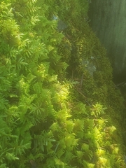 Pleurozium schreberi