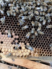 Apis mellifera ligustica