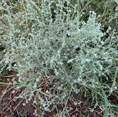 Lappula occidentalis