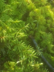 Pleurozium schreberi