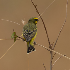 Crithagra mozambica