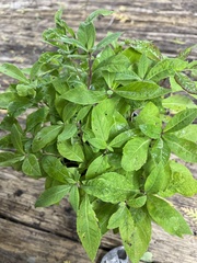 Ceanothus americanus