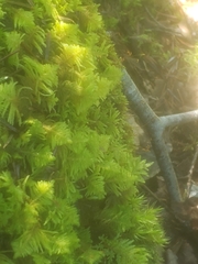 Pleurozium schreberi