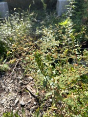 Euphorbia nutans