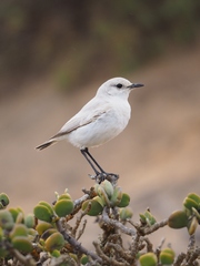 Emarginata tractrac
