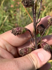 Liatris ligulistylis