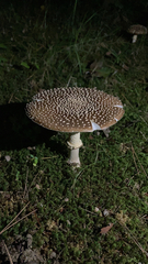 Pantherinae