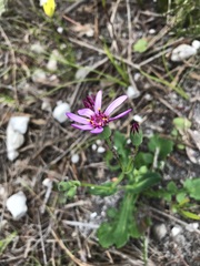 Senecio cymbalarifolius