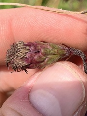 Liatris ligulistylis