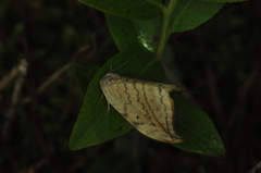 Drepana arcuata