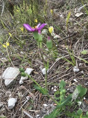 Senecio cymbalarifolius