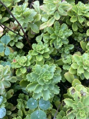 Phedimus kamtschaticus