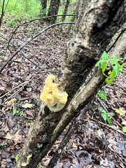 Tremella