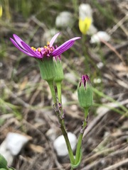 Senecio cymbalarifolius