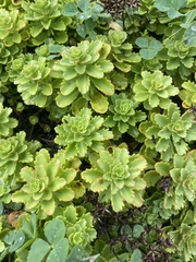 Phedimus kamtschaticus