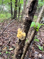 Tremella