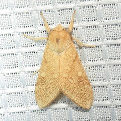 Lophocampa mixta