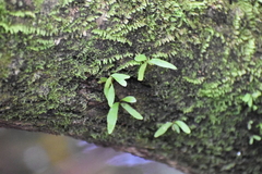 Polypodiaceae