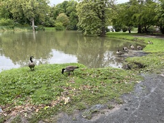 Branta canadensis