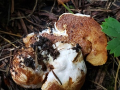 Hypomyces chrysospermus