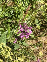Stachys bullata